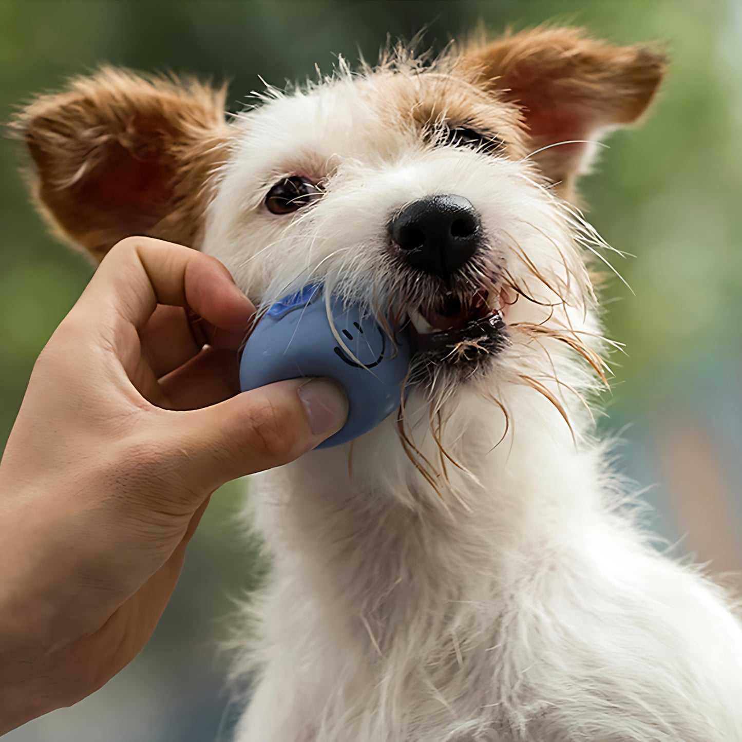 Kauspielzeug der Frucht-Serie