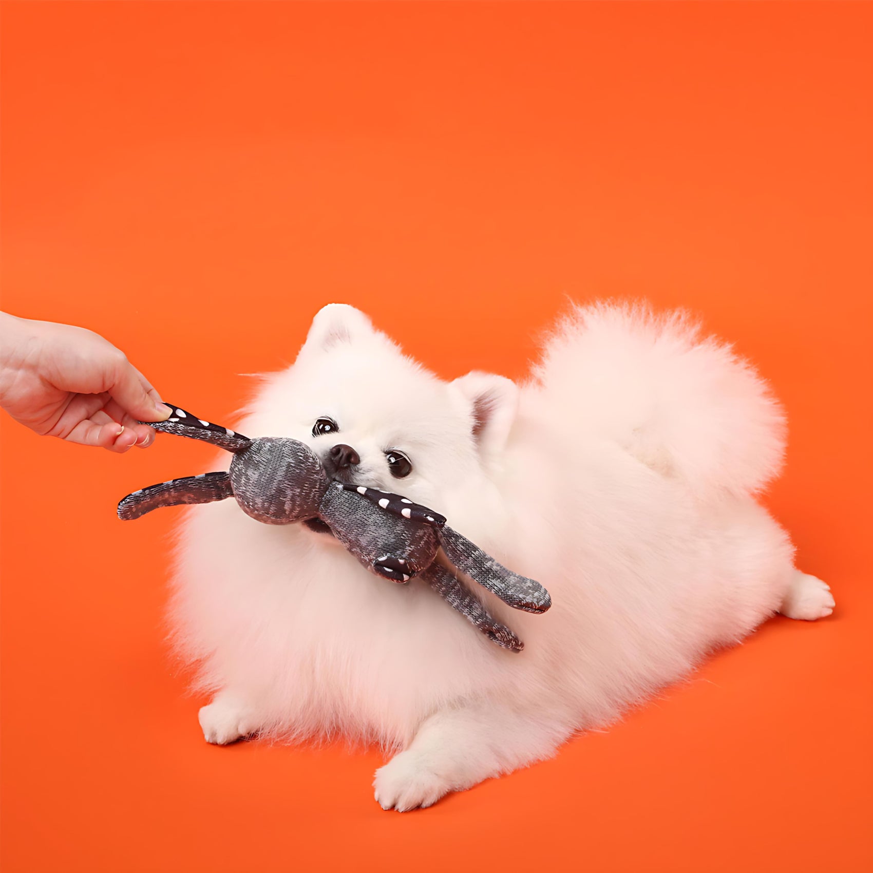 Halloween Funny Squeaky Dog Toy