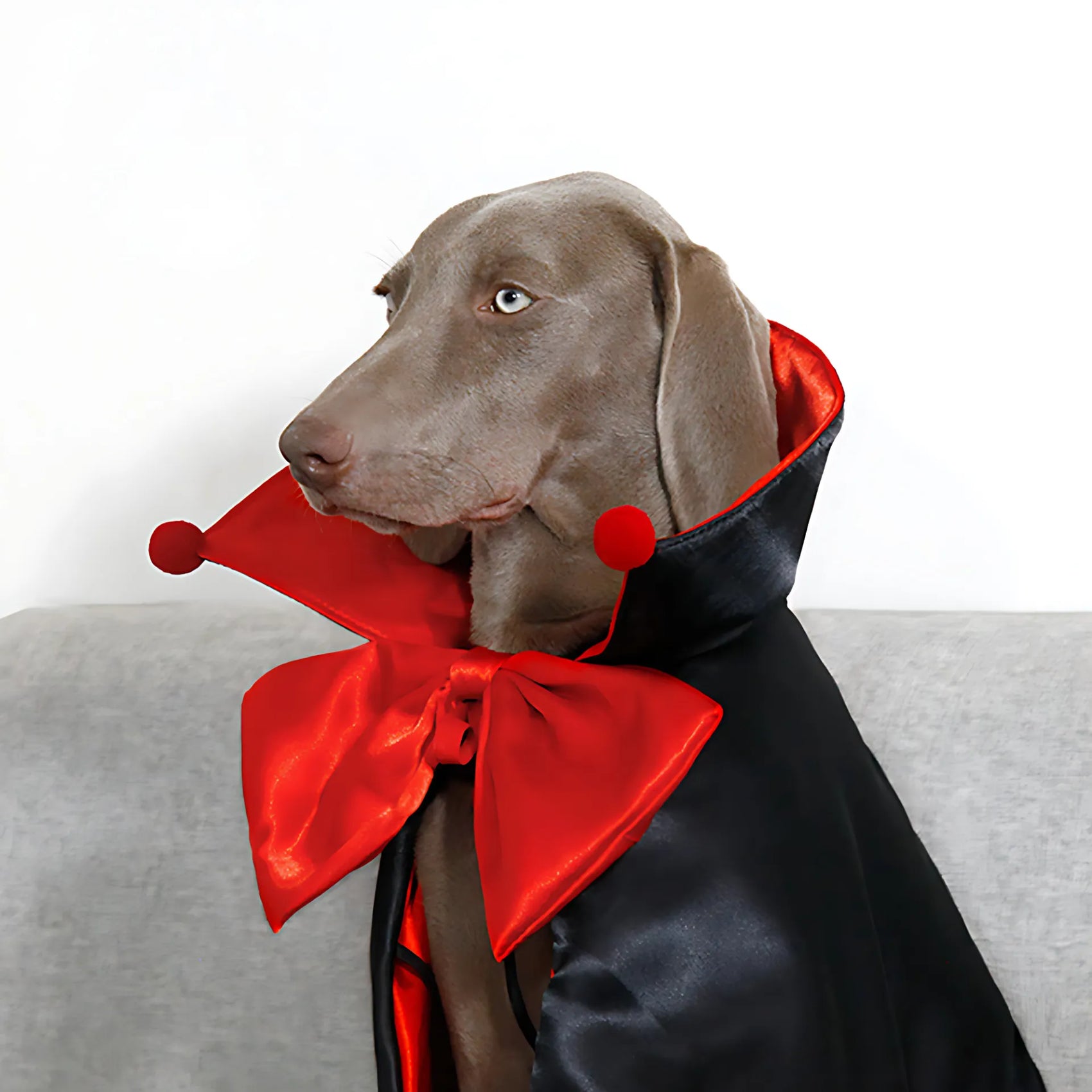 Halloween Knight Magic Cloak for Pets