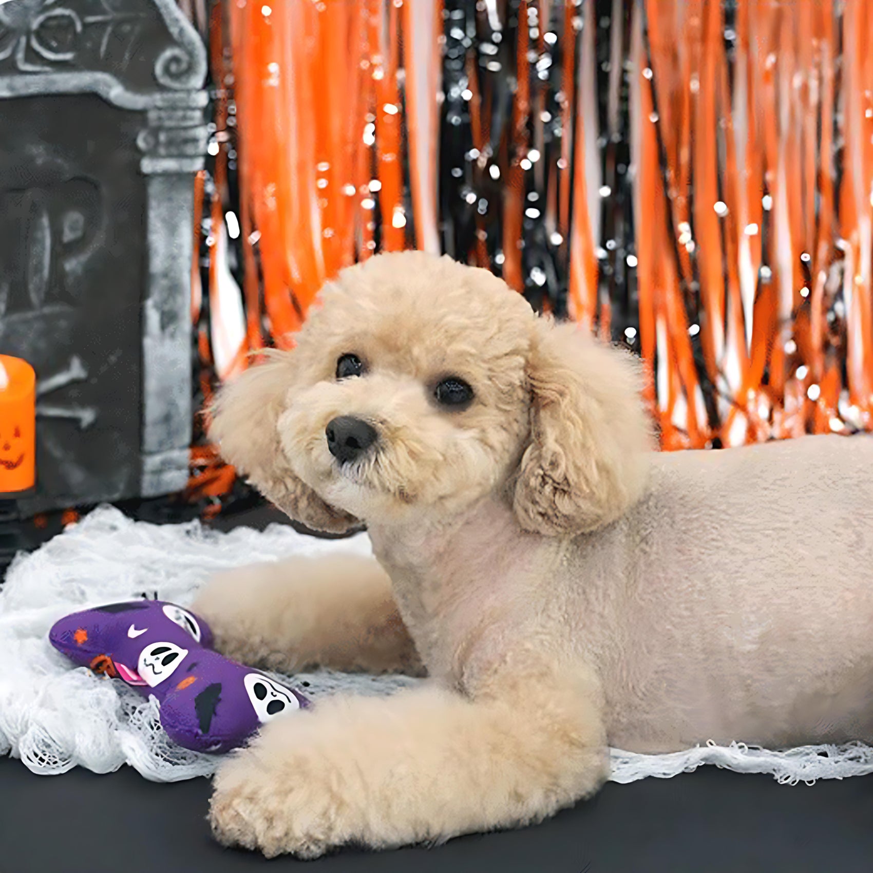 Halloween Squeaky Dog Toy