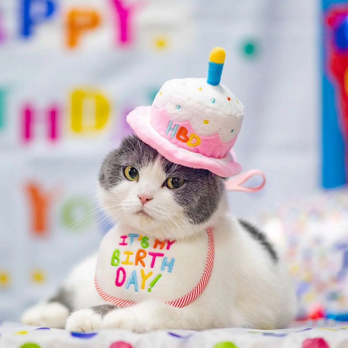 Pet Birthday Hat with Embroidery