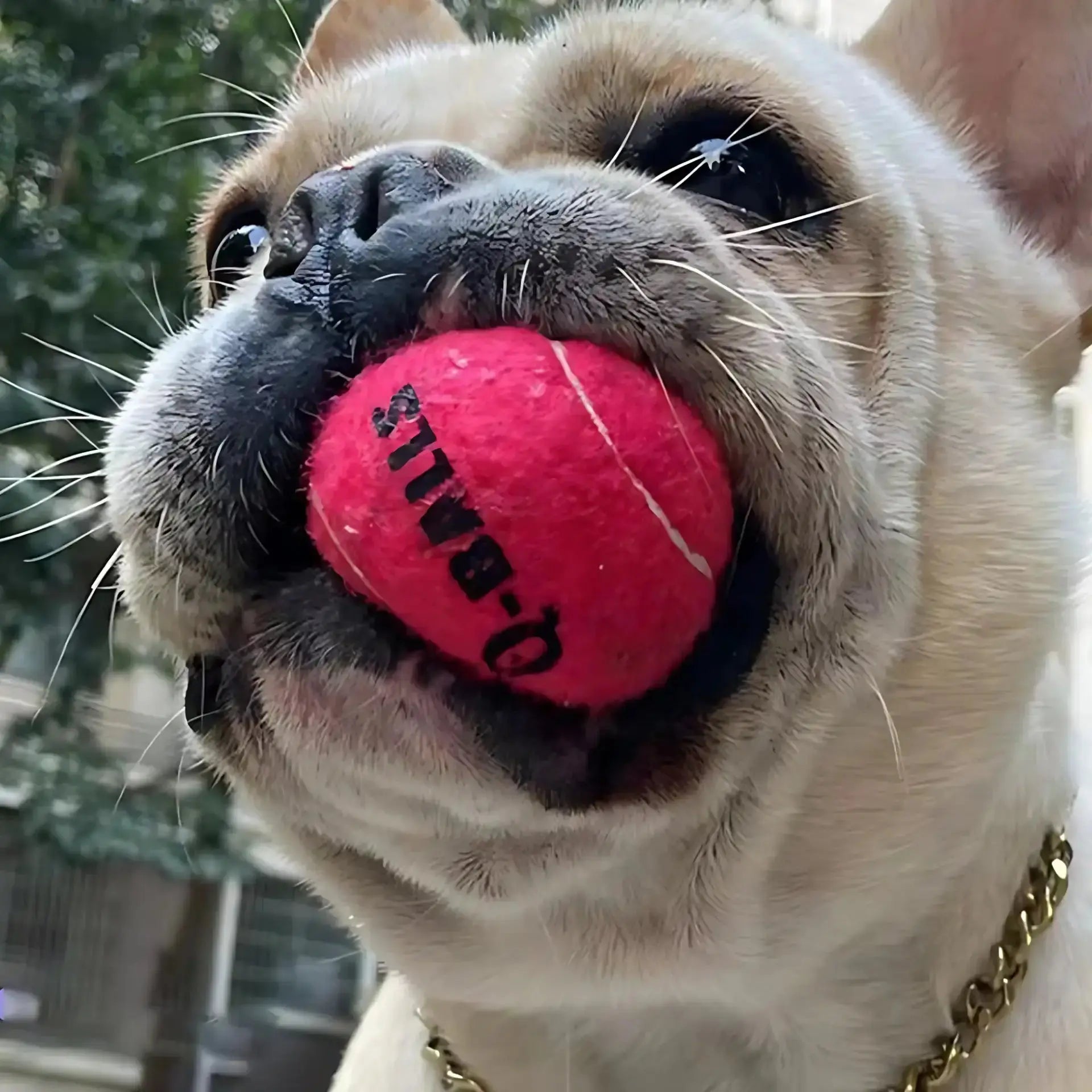 Tennis Ball Training Chew Toy