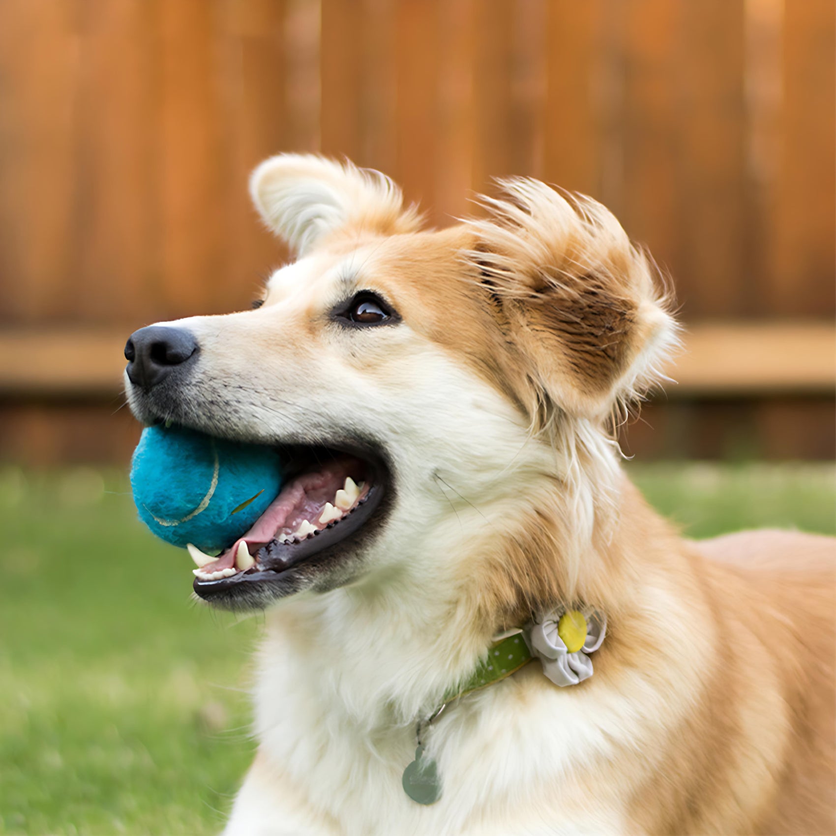 Tennis Ball Training Chew Toy