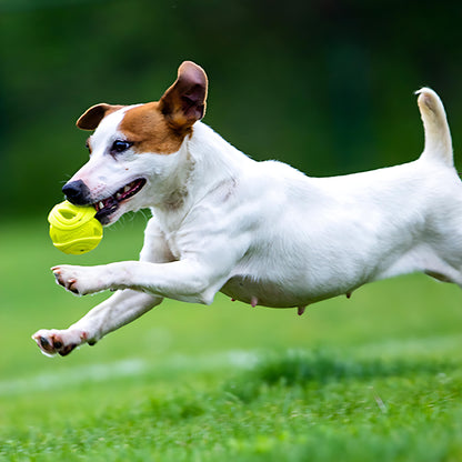 Wirbelwind-Trainingsball-Kauspielzeug