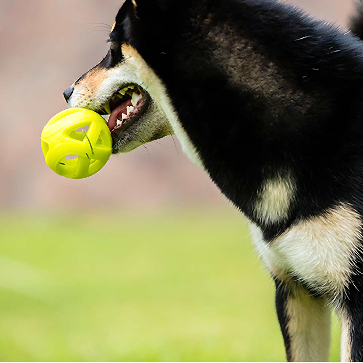 Wirbelwind-Trainingsball-Kauspielzeug