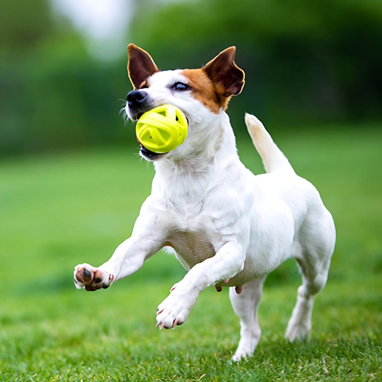 Wirbelwind-Trainingsball-Kauspielzeug
