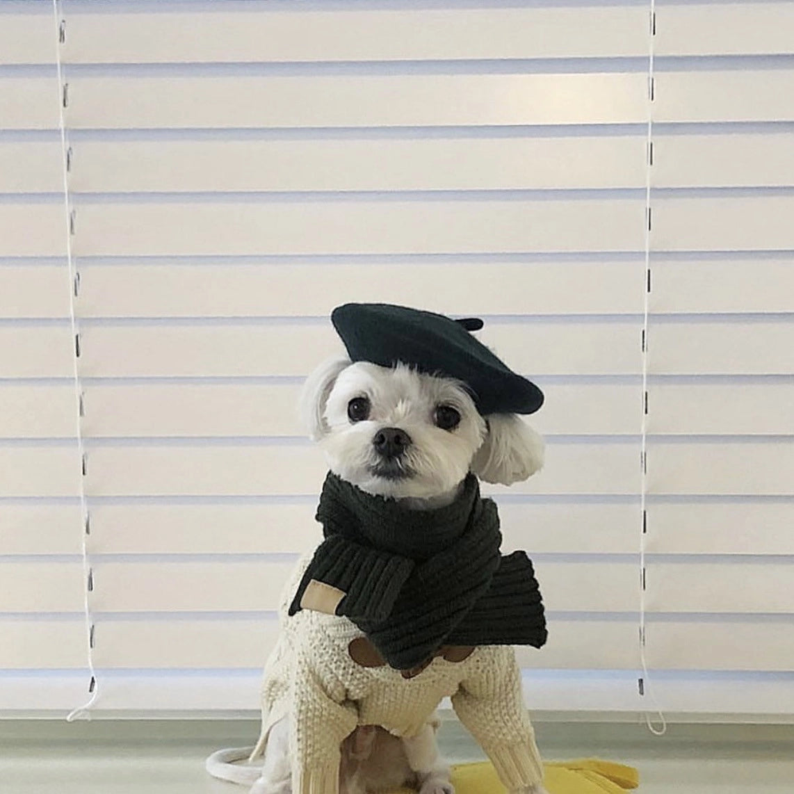 Wool Beret Hat for Dogs